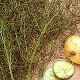 Herb - Fennel - vegetable seeds (250 seeds)