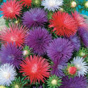 Flower Seeds