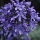 Agapanthus Headbourne Hybrids