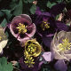 Aquilegia Perfumed Garden