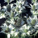 Eryngium giganteum Miss Wilmott's Ghost