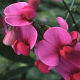 Lathyrus latifolius Red Pearl