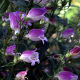 Penstemon Lilac Frost