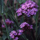 Verbena bonariensis