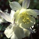 Aquilegia fragrans