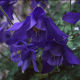 Aquilegia yabeana