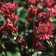 Astrantia major Ruby Wedding series