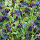 Cerinthe major pupurascens