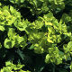 Euphorbia cornigera