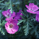 Geranium scheckteri