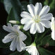 Lewisia Cotyledon 'Snowstorm'
