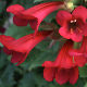 Maurandya 'Magic Dragon'