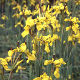 Moraea huttonii