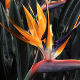 Strelitzia reginae