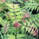 Sorbaria sorbifolia Sem - False spiraea Sem (3lt)