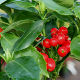 Aucuba japonica Rozannie - Japanese laurel Rozannie (2lt)