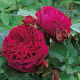 David Austin Shrub Rose Falstaff