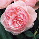 David Austin Shrub Rose Heritage
