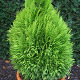 Chamaecyparis lawsoniana Broomhills Gold 