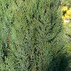 Chamaecyparis lawsoniana Grayswood Feather