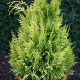 Chamaecyparis lawsoniana Ivonne