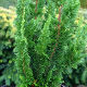 Chamaecyparis lawsoniana Little Spire