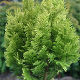 Chamaecyparis lawsoniana Minima Aurea
