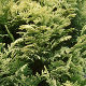 Chamaecyparis lawsoniana Pygmaea Argentea