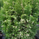 Chamaecyparis lawsoniana Silver Threads