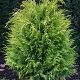 Chamaecyparis lawsoniana Stardust