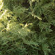 Chamaecyparis lawsoniana Summer Snow