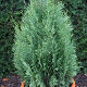 Chamaecyparis lawsoniana White Spot