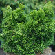 Chamaecyparis obtusa Nana Aurea