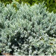 Juniperus squamata Blue Star - Flaky Juniper (3lt)