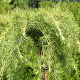 Cedrus deodara Golden Horizon