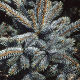Picea pungens Hoopsii - Colorado spruce Hoopsii (3lt)