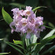 Chitalpa tashkentensis Summer Bells (3lt)