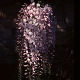 Wisteria floribunda Kuchi-beni Lipstick (4lt)