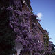 Wisteria sinensis Amethyst