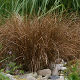 Carex buchananii