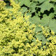 Alchemilla mollis Ladys Mantle 