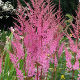 Astilbe pink