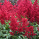 Astilbe red