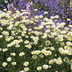 Chrysanthemum Snow Land
