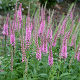 Veronica spicata Baby Doll