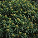 Euphorbia mellifera 
