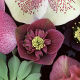 Helleborus hillier hybrid Anemone Centred 