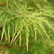 Acer palmatum Dissectum Garnet Agm