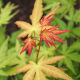 Acer palmatum Orange Dream