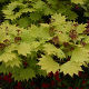 Acer shirasawanum Aureum (2lt)